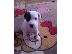 PoulaTo: Kαλή τιμή!!!.Πουλάω όμορφα κουτάβια ράτσα JACK RUSSEL TERRIER - Τζακ Ράσελ Τεριέ - 300 eur...